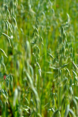 Owies zwyczajny (Avena sativa), zielony owies rosnący na polu, młody owies na polu,  common oat, Young green oats on the field, spikelets of oats © kateej