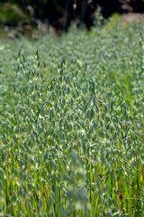 Owies zwyczajny (Avena sativa), zielony owies rosnący na polu, młody owies na polu,  common oat, Young green oats on the field, spikelets of oats © kateej