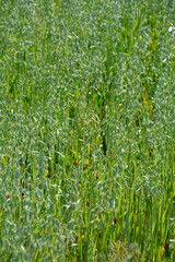 Owies zwyczajny (Avena sativa), zielony owies rosnący na polu, młody owies na polu, common oat, Young green oats on the field, spikelets of oats