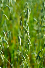 Owies zwyczajny (Avena sativa), zielony owies rosnący na polu, młody owies na polu,  common oat, Young green oats on the field, spikelets of oats © kateej