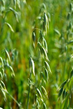 Owies zwyczajny (Avena sativa), zielony owies rosnący na polu, młody owies na polu,  common oat, Young green oats on the field, spikelets of oats