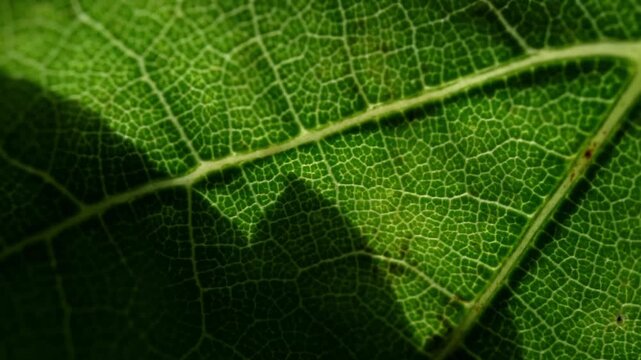 Extreme close up macro shot of a vibrant green grape leaf veins moving gently in the natural summer breeze captured in high quality
