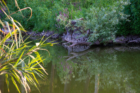 vegetazione con rilfessi in acqua stagnante
