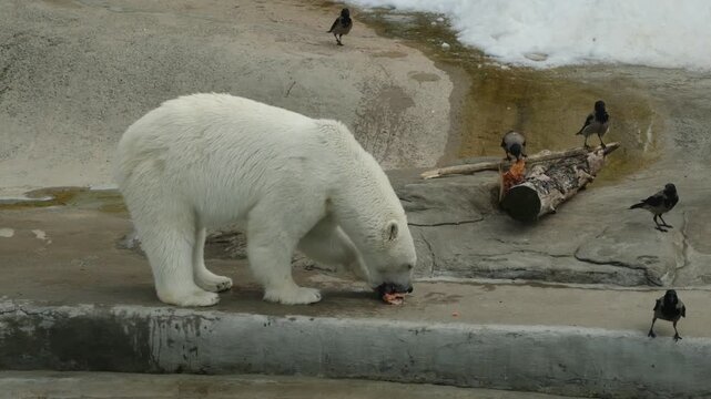 Polar bear examines and picks up food while crows surround it in a snowy environment, highlighting animal interactions in the wild