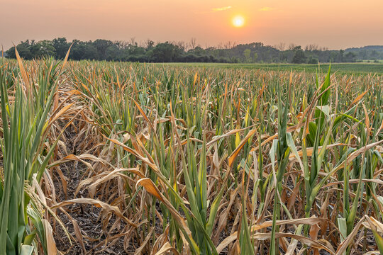 A farm field of corn damaged by drought at sunset with smokey skies. 