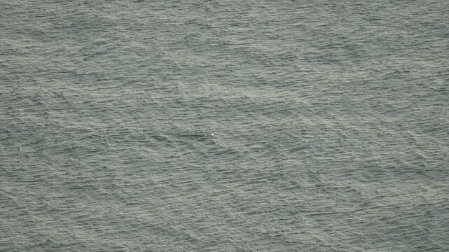 Grey dolphin surfaces periodically within vast ocean currents while migrating through deep open waters. High angle static shot.