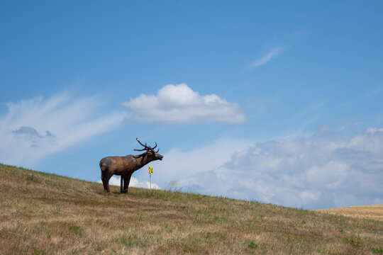 a plastic deer standing on the hillside as target for archery, its a sunny summerday with blue sky and some clouds, perfect for training and making sports outside.