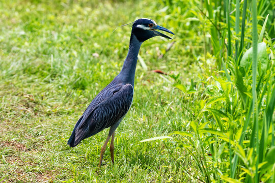 Wild Yellow Crowned Night Heron In Freshwater Wetlands At Kenilworth Aquatic Gardens
