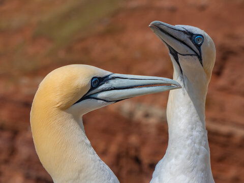 Close-up portrait of two Northern Gannets facing each other. Elegant seabirds with striking blue eyes and yellow heads against a natural rocky background