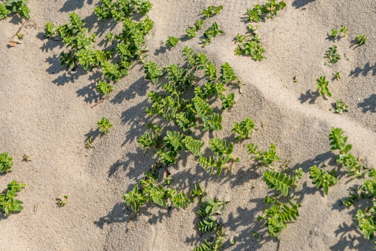Sea sandwort (Honckenya peploides) growing on coastal sand dunes. Salt-tolerant halophyte stabilizing sandy habitats along the seashore