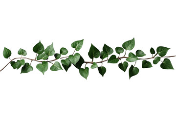 Obraz premium Long trailing ivy vine with dark green leaves