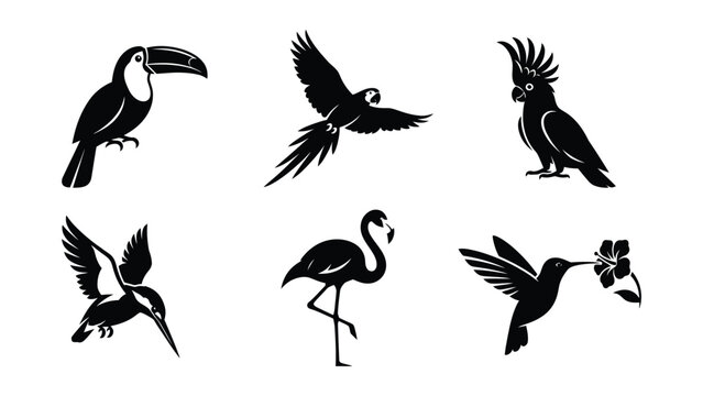 Black and white tropical birds illustration