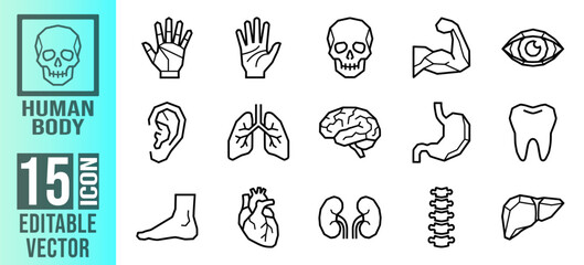 Fototapeta premium A comprehensive set of fifteen editable vector line icons representing various human body parts and internal organs for medical design projects