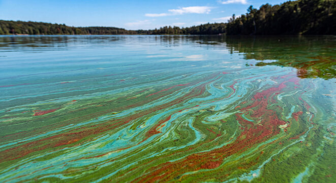 A wide scenic river view showing colorful toxic green and red algae bloom floating on the water surface near green tree shoreline