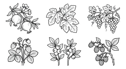 Vintage botanical fruit illustrations, hand drawn black and white berry and fruit branch set, 6 vector line art sketches for organic food packaging © Rehman