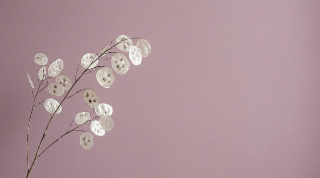 Minimalist banner with dried Lunaria silver dollar plant on dusty pink background with copy space