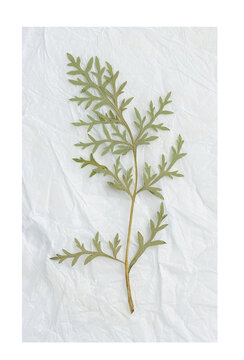 Dried wild plant leaf specimen on rectangular crumpled tissue paper isolated on transparent background.
