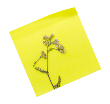 Pressed yarrow wildflower on yellow sticky note isolated on transparent background.