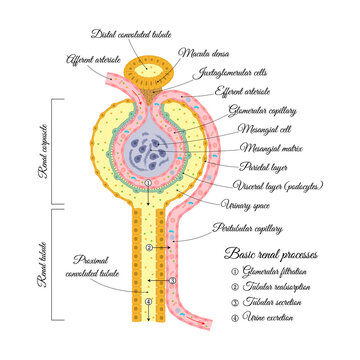 Structures and processes of the renal nephron
