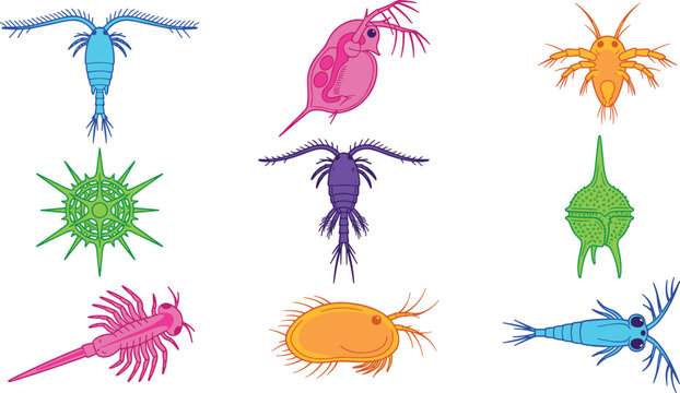 Microscopic Plankton and Marine Microorganisms Vector Set featuring Copepod Daphnia Water Flea and Diatom Species for Science Educational Designs