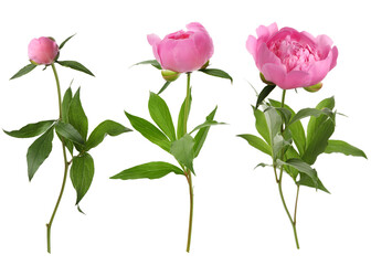 Obraz premium Pink peony, from bud to open flower. Collage on white background