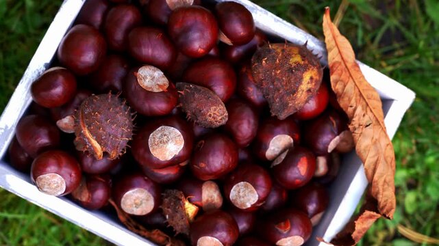 Freshly harvested chestnuts collected during autumn in white rustic wooden crate. Seasonal gathering natural produce and traditional harvest activities. Natural textures of nuts and fall surroundings