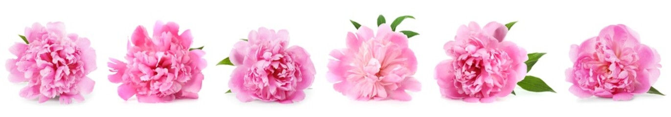 Fototapeta premium Beautiful pink peonies isolated on white. Set of flowers