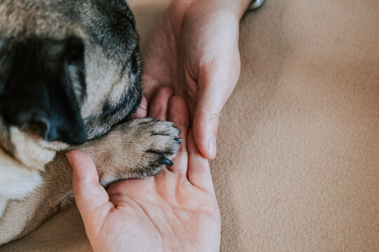 Softly cupped infant fingers within caring parents palms and dog paw. Delicate baby hand cradled tenderly by experienced adult hands in soft lighting. Cute moment with touching between pet and family