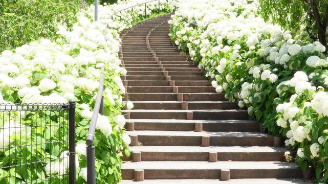 アナベルの白い花に彩られた初夏のシンボルプロムナード公園の階段