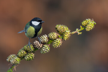 Great tit perched on a conifer branch with green cones © DK Visuals 