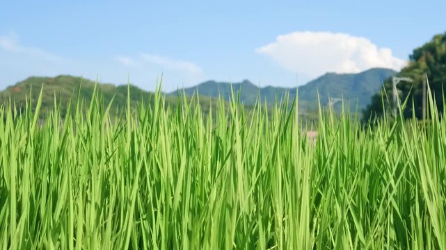 夏の田んぼと青空に浮かぶ入道雲　日本の農業風景