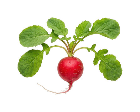 Fresh red radish png Organic garden radish cutout Healthy root vegetable png Ripe spring radish cutout Vibrant red radish png Crunchy isolated transparent background image