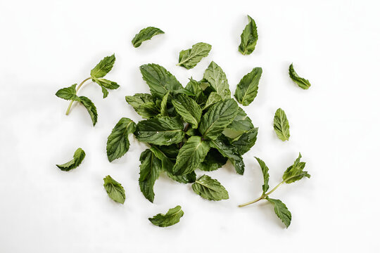 Fresh green mint leaves scattered on a plain white background, showing various sizes, and shapes of, aromatic herb foliage, for culinary use