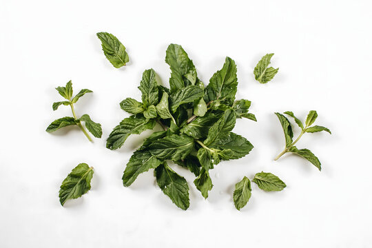 Fresh green mint leaves scattered on a plain white background, view of aromatic culinary herbs for cooking and refreshing drinks