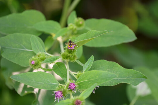 pollinisateur sur une plante, Qu&eacute;bec, Canada