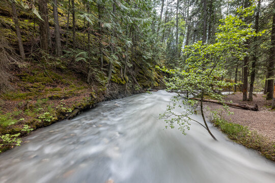 Sun-Dappled Path Beside Sinclair Falls, Kootenay National Park