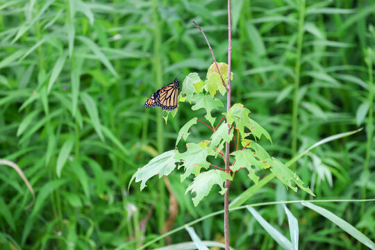 Papillon sur une feuille, Qu&eacute;bec, Canada