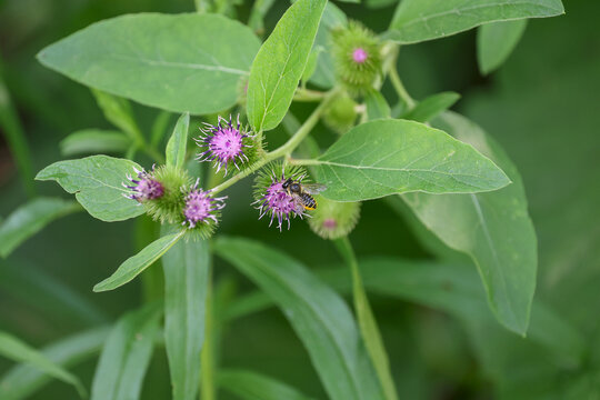 pollisisateur sur une plante