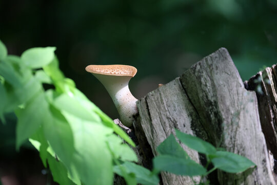 champignon dans la for&ecirc;t, Quebec, Canada	