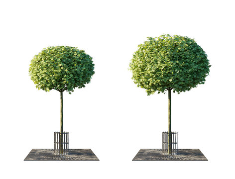 Urban Tree Collection with Tree Grate and Trunk Guard (Street Tree with Protective Grille) Isolated PNG on a Transparent Background Premium Nature Cutout