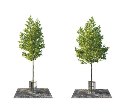 Urban Tree Collection with Tree Grate and Trunk Guard (Street Tree with Protective Grille) Isolated PNG on a Transparent Background Premium Nature Cutout