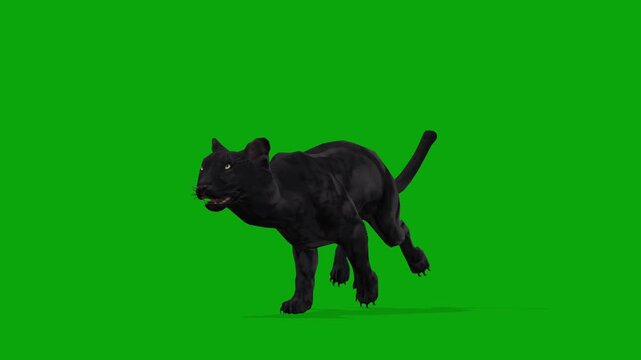 4k Black Horse running cycle loop back view animation, Isolated on Green Screen, chroma key