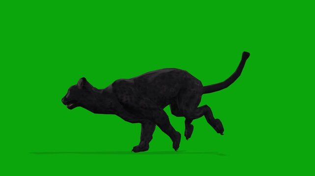 4k melanistic realistic black panther fast running side view loop animation isolated on Green Screen, 3D black African leopard run Hunting rendering on the chroma key