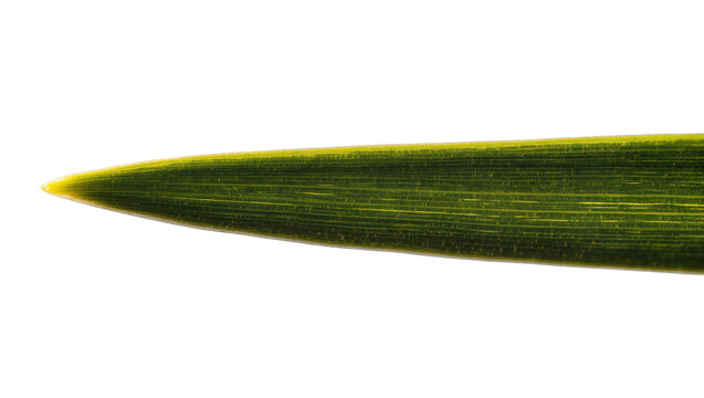 Isolated sharp green plant leaf tip displaying natural texture and prominent parallel venation