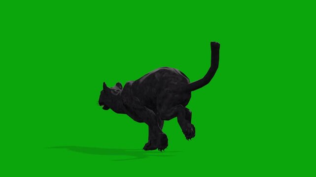 4k black panther running back view loop animation isolated on Green Screen, 3D black leopard run on the chroma key