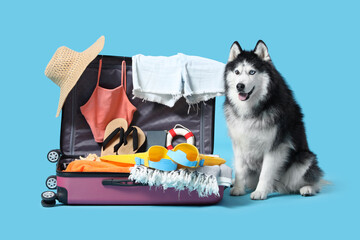 Siberian husky dog sitting next to an open suitcase packed with summer vacation essentials on a blue background © Pixel-Shot