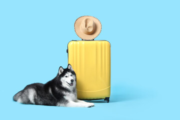 Siberian husky dog lying next to a yellow suitcase with a straw hat on top, travel and vacation © Pixel-Shot
