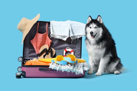 Siberian husky dog sitting next to an open suitcase packed with summer vacation essentials on a blue background