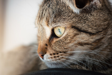 Plakat Scottish Fold cat side profile with golden eye and long whiskers, watchful feline portrait for pet vision, animal behavior, veterinary care and copy space.
