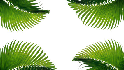 Isolated tropical palm leaves creating a natural green border, fresh green foliage elements © Aoife